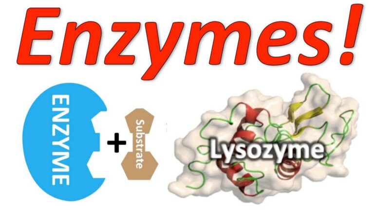 Tại sao Enzyme lại quan trọng?