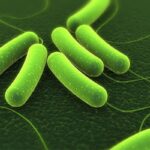 Điều trị nhiễm Helicobacter pylori: Tình trạng hiện tại và tương lai