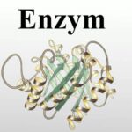 Phân loại và vai trò của Enzym trong tiêu hóa thức ăn