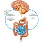 Não ảnh hưởng trực tiếp đến dạ dày và ruột như thế nào?