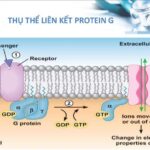 Biểu hiện thụ thể kết hợp protein G qua trung gian vi sinh vật đường ruột