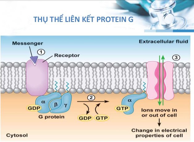 Biểu hiện thụ thể kết hợp protein G qua trung gian vi sinh vật đường ruột