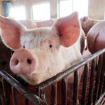 Thịt nhiễm tả lợn châu Phi có phân biệt được bằng mắt thường không?