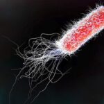 Vi khuẩn E. coli có vai trò gì trong cơ thể và thường gây bệnh gì?