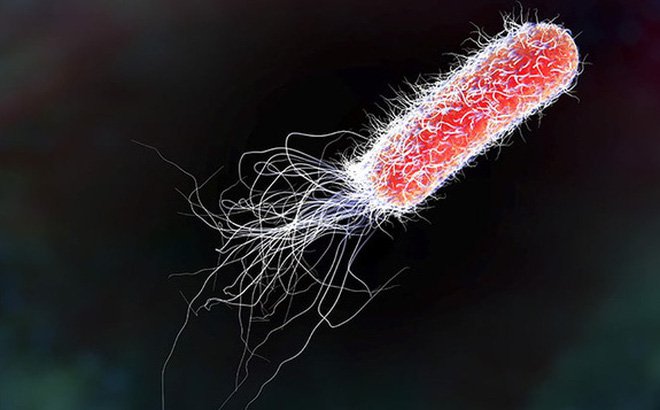 Vi khuẩn E. coli có vai trò gì trong cơ thể và thường gây bệnh gì?