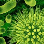 Lợi khuẩn là gì? Vai trò của lợi khuẩn