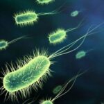 Vi khuẩn HP dạ dày có tái phát không?